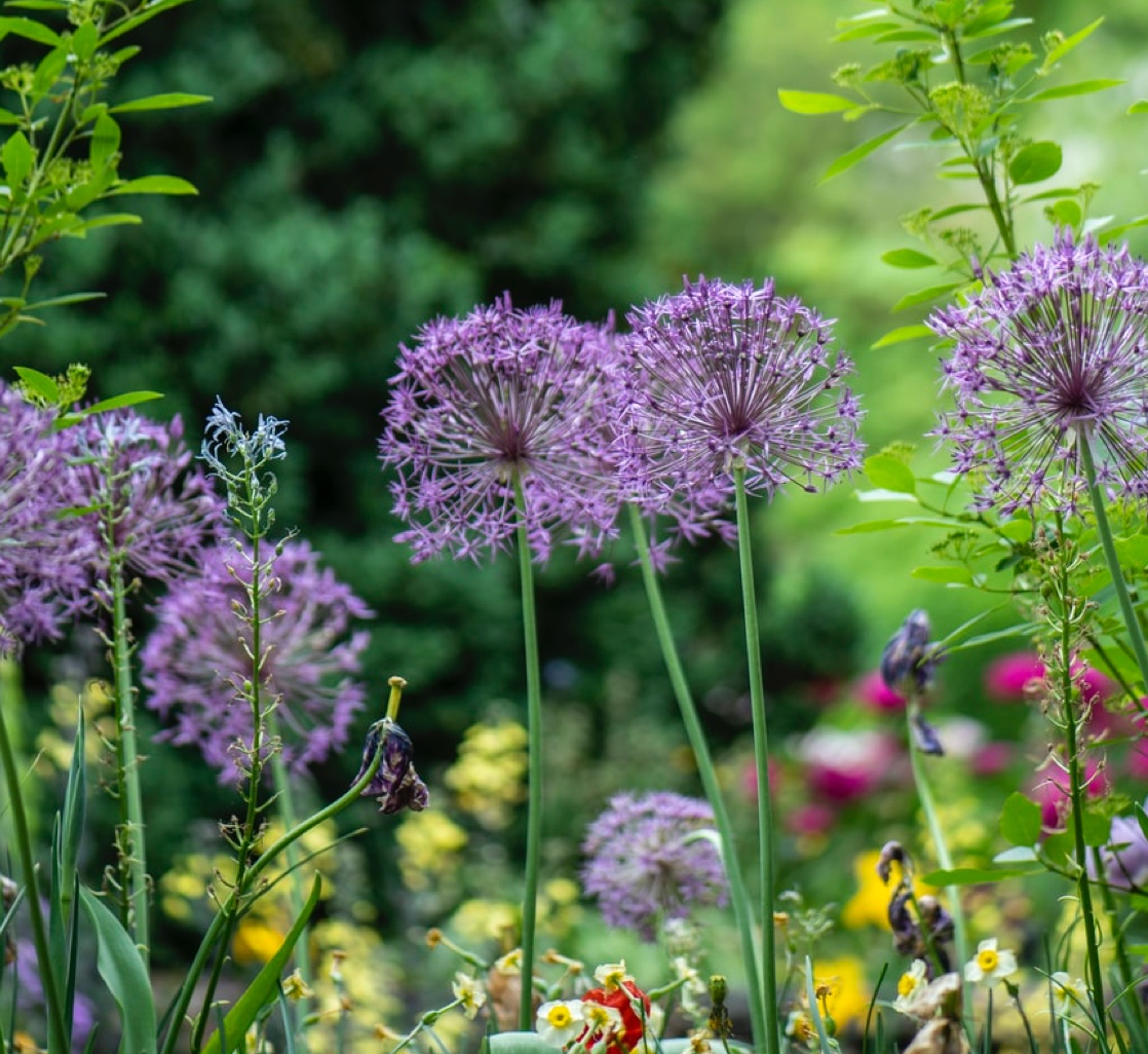 Duurzaam tuinontwerp met vakmanschap en ecologische kennis door Tuinen Heylen